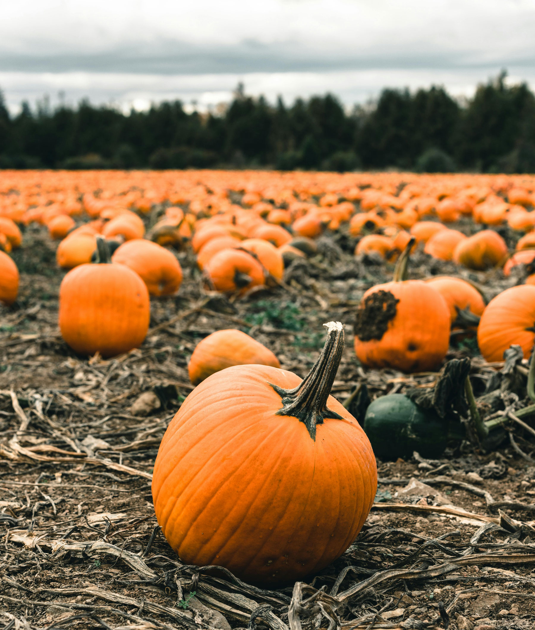 Spotlight on Indiana – Stonycreek Farm Pumpkin Harvest Festival