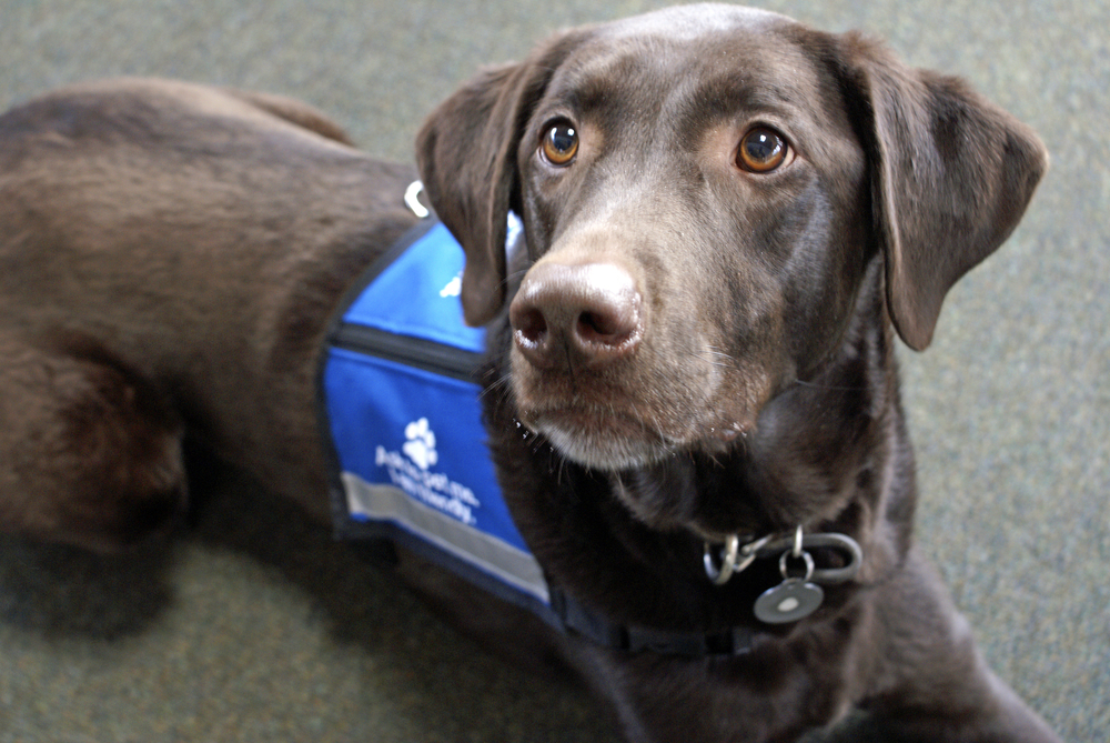 Airline Service Animal Policy: Cracking Down on Service Animals