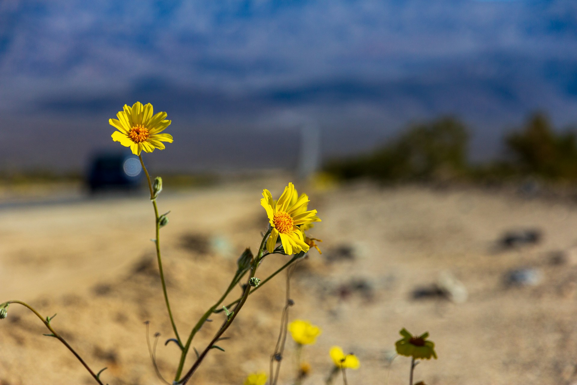 Desert Gold by the road, Death Valley National Park, United States