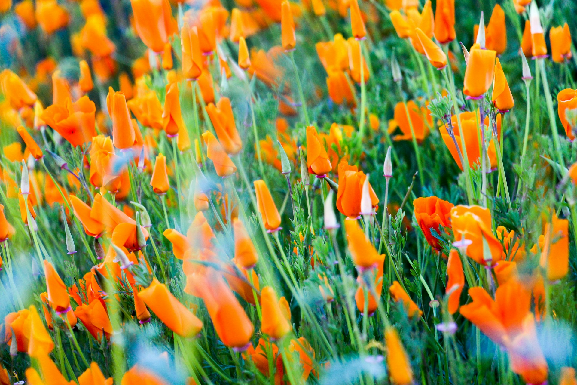 Poppy Fields at Lake Elsinore, Temecula, USA
