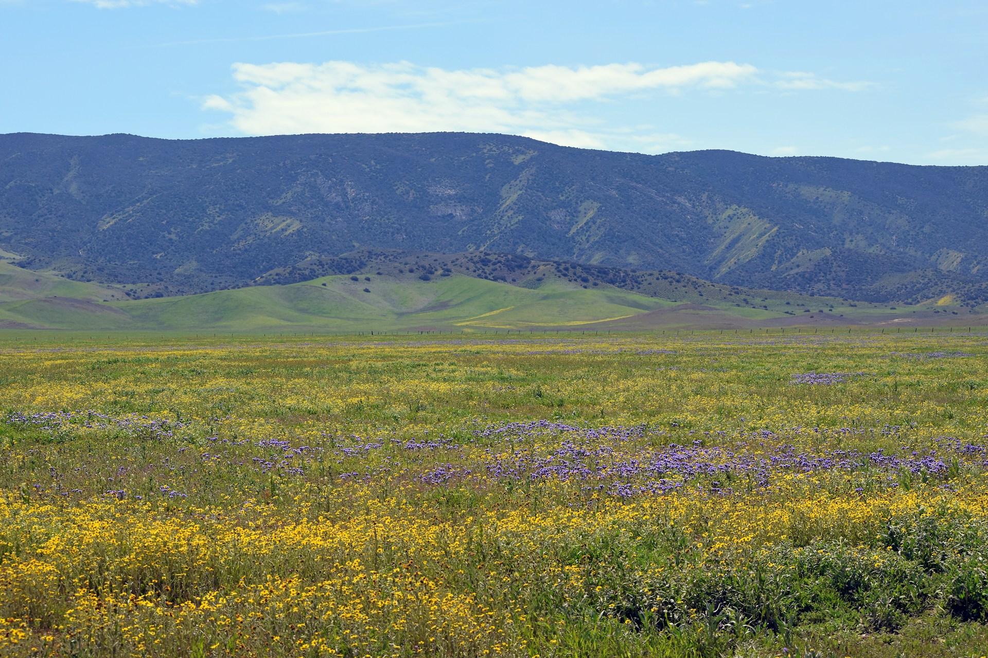 Spring wildflowers at Carrizo Plain National Monument, Santa Margarita, CA