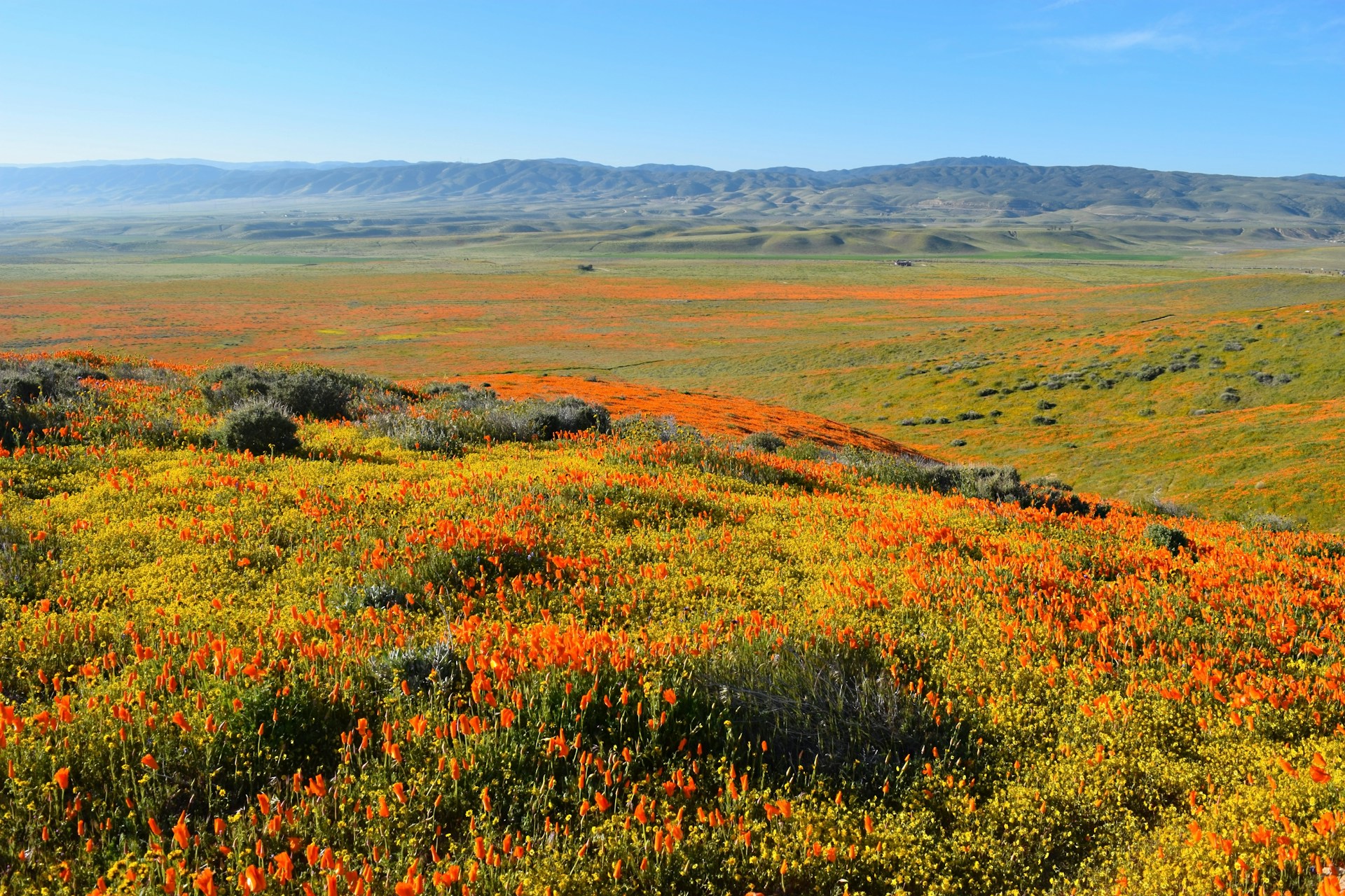 Antelope Valley California Poppy Reserve, USA