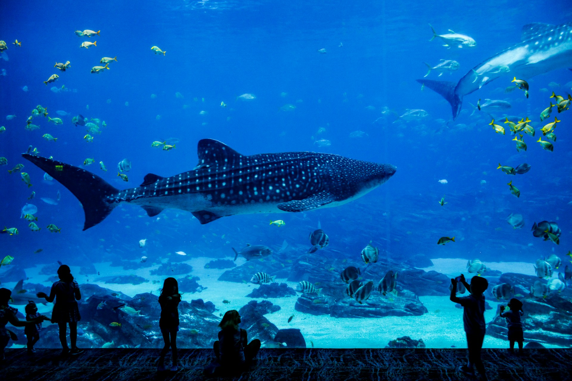 People watching whale sharks in the aquarium, Atlanta, GA