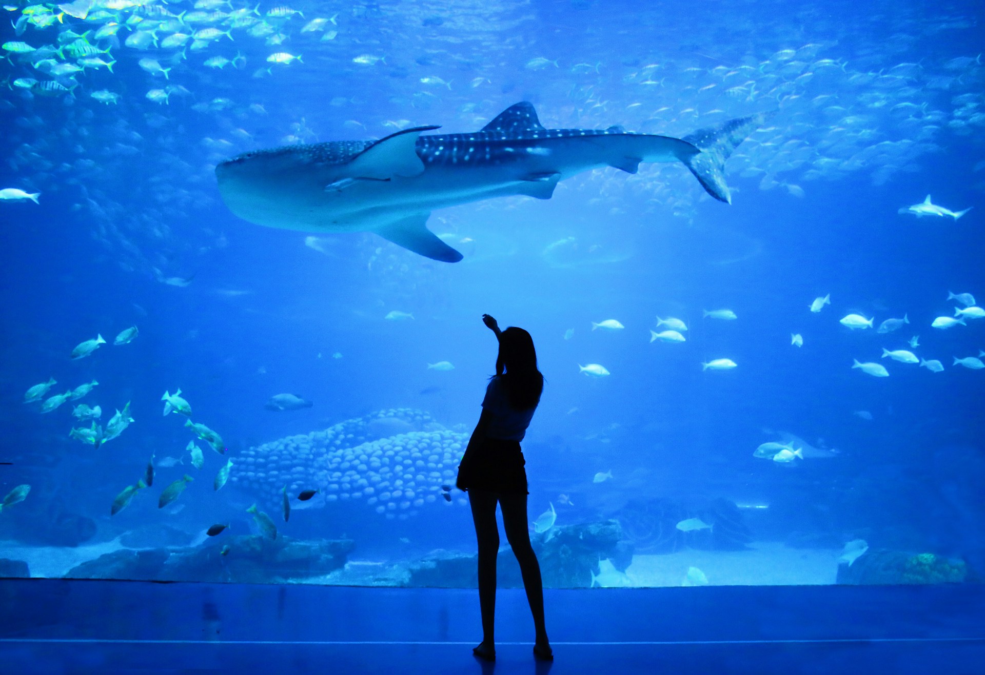 woman beside aquarium with whale shark