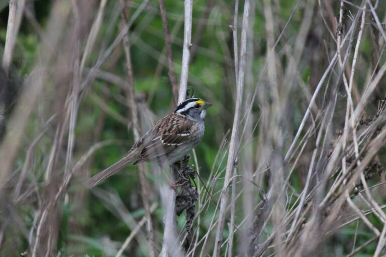 a bird is perched on a branch in the woods in John Heinz National Wildlife Refuge at Tinicum, Lindbergh Boulevard, Philadelphia, PA, USA