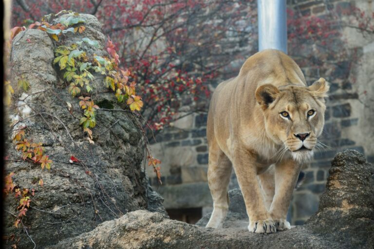 Lioness as Philadelphia Zoo.