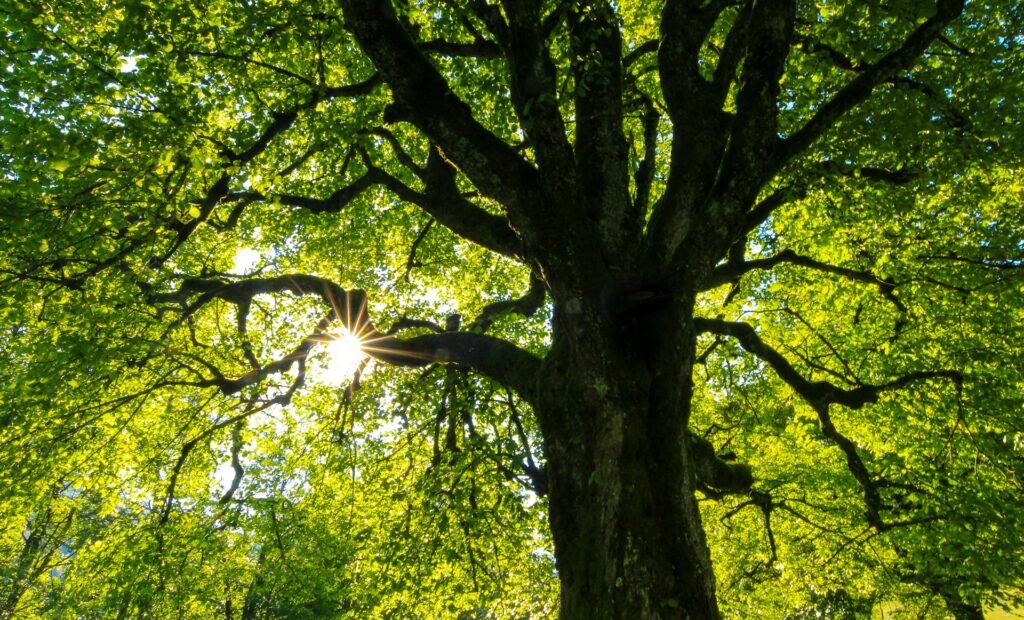 Sunlight shining through the leaves of a tall tree
